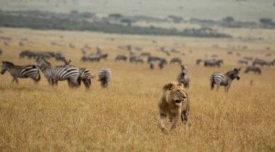 Туры в Кению