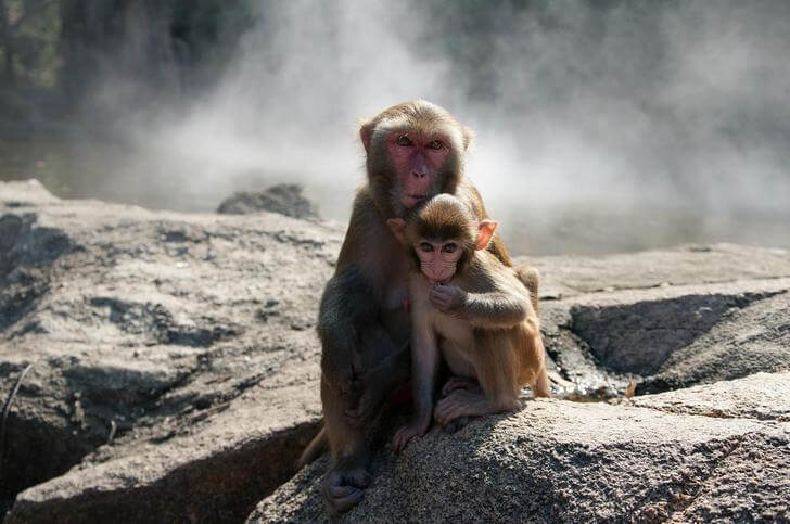 Остров обезьян