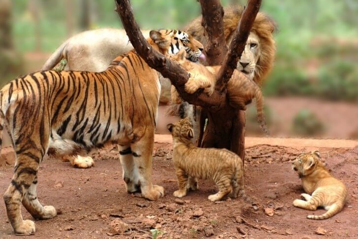 Сафари-парк Дуншань